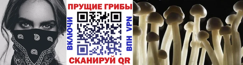 продажа наркотиков  Муравленко  Галлюциногенные грибы Magic Shrooms 